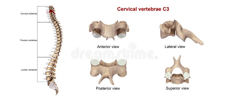 Cervical Vertebrae C3 stock illustration. Illustration of column - 78412583 Cervical Vertebrae C3 stock illustration. Illustration of column - 78412583