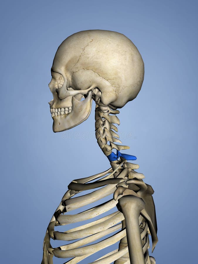Cervical Vertebrae Skeleton