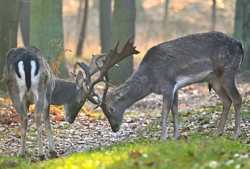 Cervo maschio con mantello invernale, abitante della foresta immagine stock