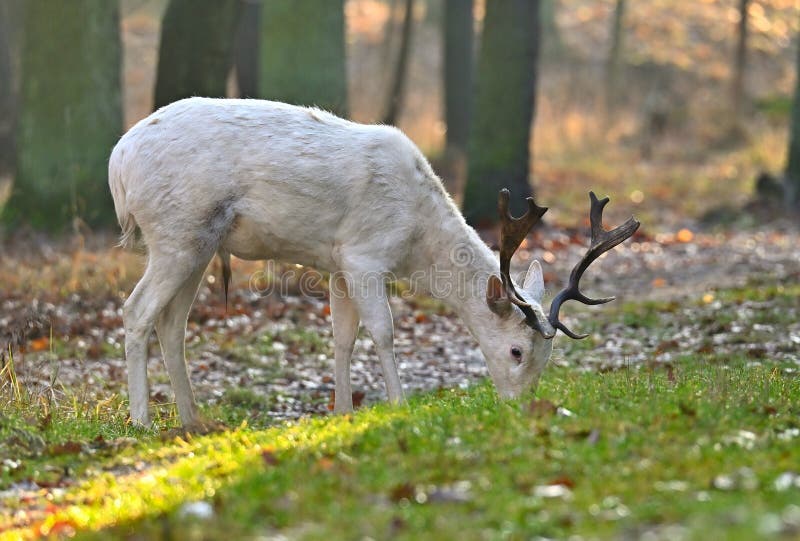 Cervo maschio, mantello leucistico, abitante della foresta fotografia stock libera da diritti