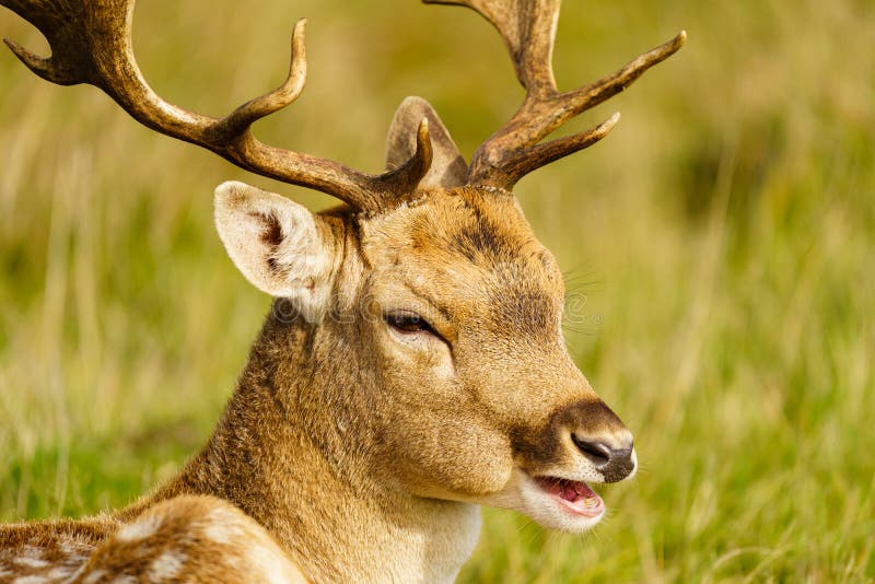 Cervo moro e#x28;Dama dama ), scattato nel Regno Unito fotografia stock libera da diritti