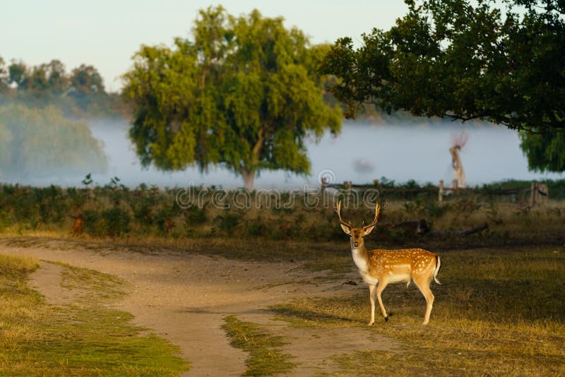 Cervo maschio (Dama dama), fotografato nel Regno Unito fotografia stock libera da diritti