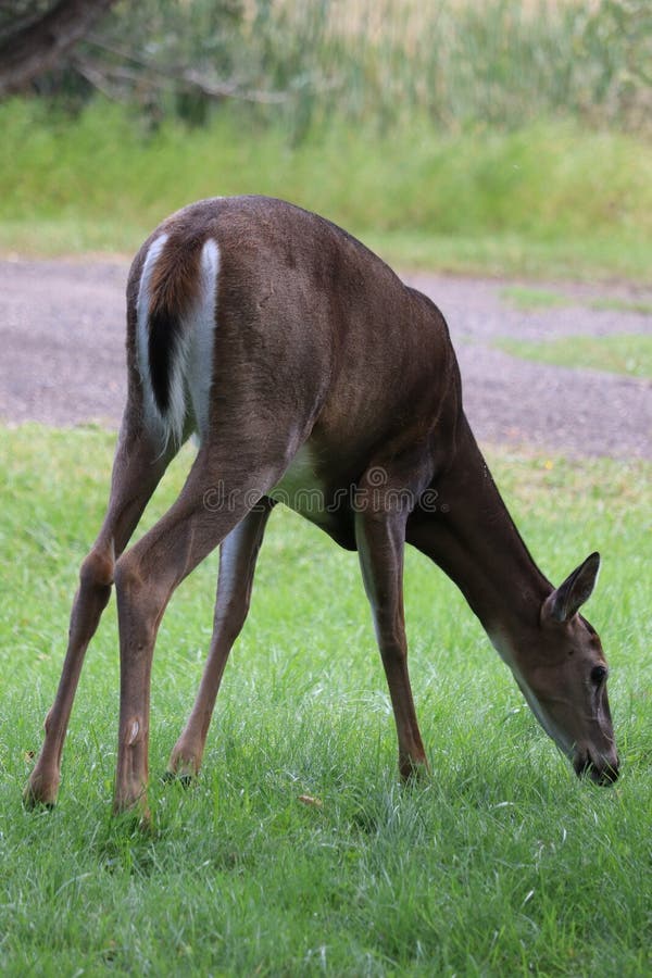 A White-tailed deer &#x28;Odocoileus virginianus&#x29; in front of vibrant green backdrop. A White-tailed deer &#x28;Odocoileus virginianus&#x29; in front of vibrant green backdrop