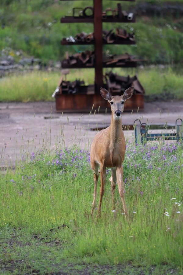 A White-tailed deer &#x28;Odocoileus virginianus&#x29; in front of vibrant green backdrop. A White-tailed deer &#x28;Odocoileus virginianus&#x29; in front of vibrant green backdrop