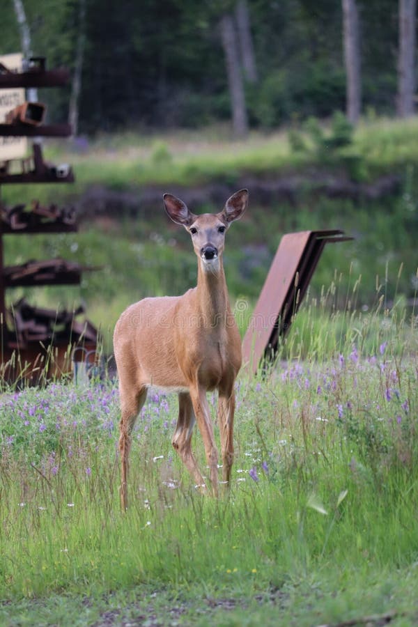 A White-tailed deer &#x28;Odocoileus virginianus&#x29; in front of vibrant green backdrop. A White-tailed deer &#x28;Odocoileus virginianus&#x29; in front of vibrant green backdrop