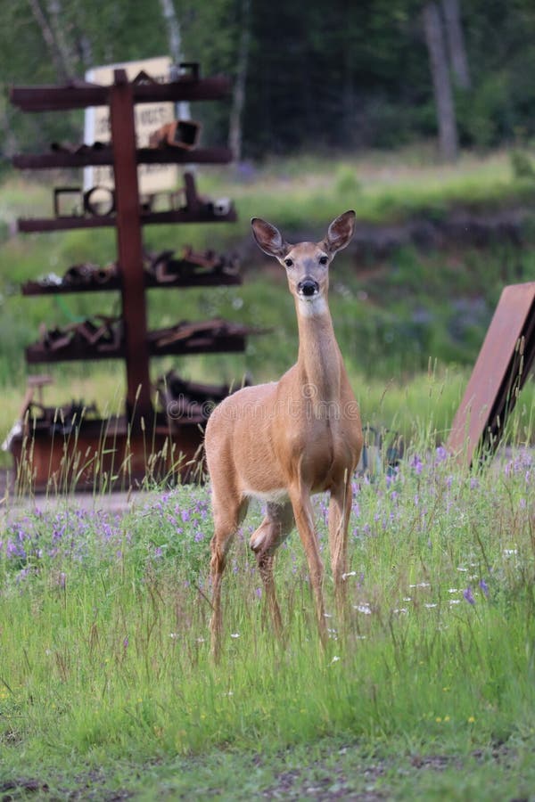 A White-tailed deer &#x28;Odocoileus virginianus&#x29; in front of vibrant green backdrop. A White-tailed deer &#x28;Odocoileus virginianus&#x29; in front of vibrant green backdrop