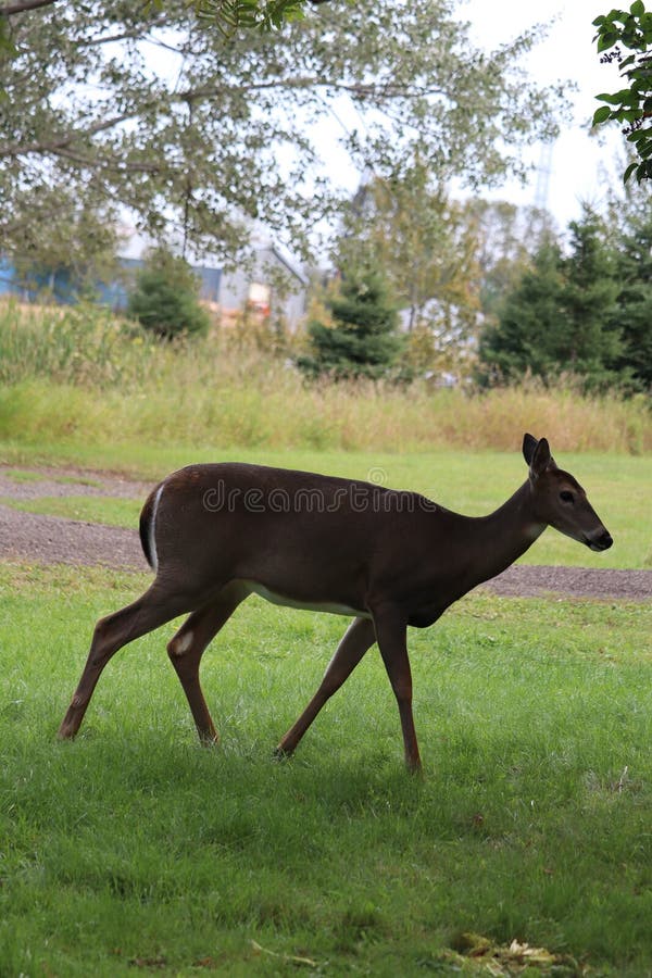 A White-tailed deer &#x28;Odocoileus virginianus&#x29; in front of a vibrant green park. A White-tailed deer &#x28;Odocoileus virginianus&#x29; in front of a vibrant green park