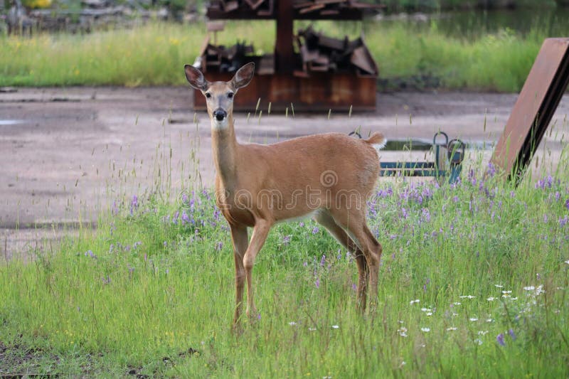 A White-tailed deer &#x28;Odocoileus virginianus&#x29; in front of a vibrant green park. A White-tailed deer &#x28;Odocoileus virginianus&#x29; in front of a vibrant green park