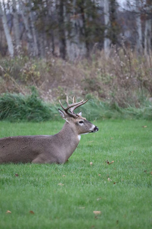 A White-tailed deer &#x28;Odocoileus virginianus&#x29; in front of a vibrant green park. A White-tailed deer &#x28;Odocoileus virginianus&#x29; in front of a vibrant green park