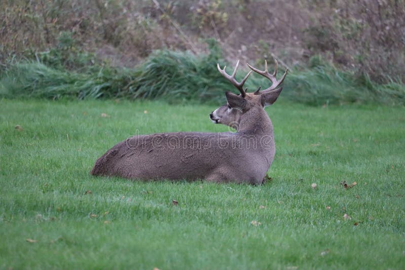 A White-tailed deer &#x28;Odocoileus virginianus&#x29; in front of vibrant green park. A White-tailed deer &#x28;Odocoileus virginianus&#x29; in front of vibrant green park