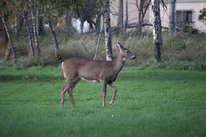 A White-tailed deer & x28;Odocoileus virginianus& x29; in front of vibrant green park. A White-tailed deer & x28;Odocoileus virginianus& x29; in front of vibrant green park