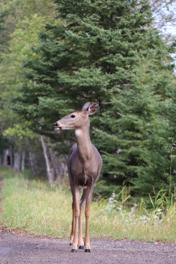 A White-tailed deer &#x28;Odocoileus virginianus&#x29; in front of vibrant green park. A White-tailed deer &#x28;Odocoileus virginianus&#x29; in front of vibrant green park