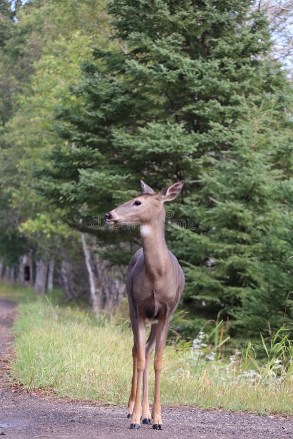 A White-tailed deer &#x28;Odocoileus virginianus&#x29; in front of vibrant green forest backdrop. A White-tailed deer &#x28;Odocoileus virginianus&#x29; in front of vibrant green forest backdrop