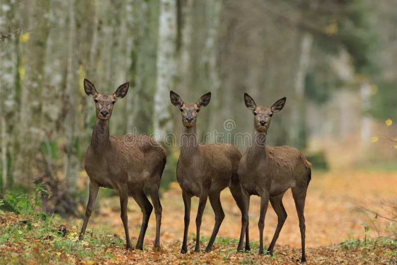 Red deer (Cervus elaphus) female herd in autumn looking at camera, Bialowieza Forest, Poland, Europe. Red deer (Cervus elaphus) female herd in autumn looking at camera, Bialowieza Forest, Poland, Europe