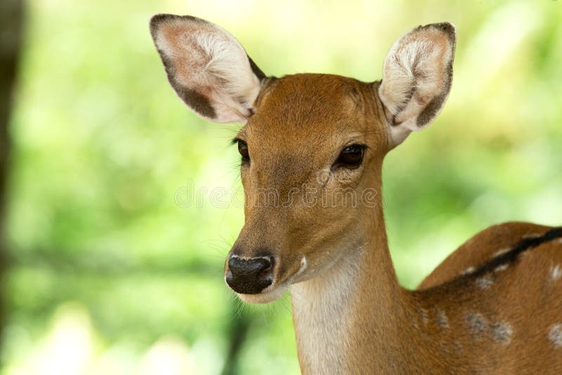 Olhos da corça foto de stock. Imagem de nariz, pele, animal - 12863516