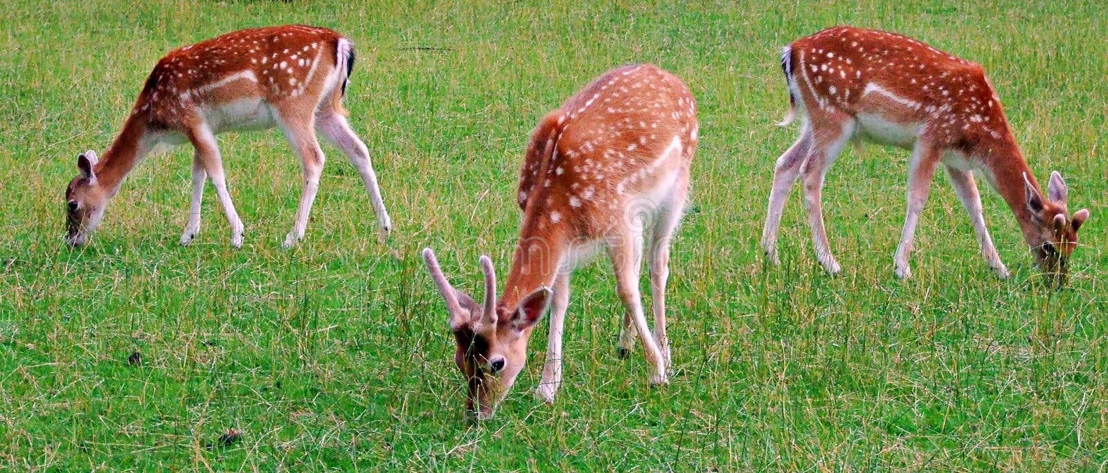 Banco de imagens : natureza, grama, Prado, animais selvagens, Cervo, verde,  Pacífico, mamífero, fauna, corça, animal selvagem, feliz, vertebrado,  Hirsch, atenção, mundo animal, Paarhufer, No livre, Veado vermelho, gazela  de cauda branca