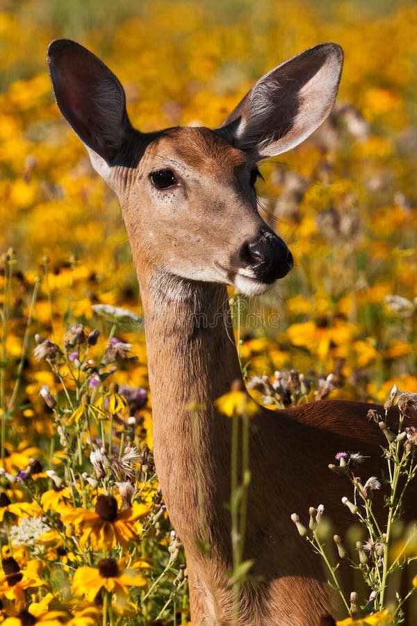 Cervos da corça do Whitetail imagem de stock Cervos da corça do Whitetail imagem de stock