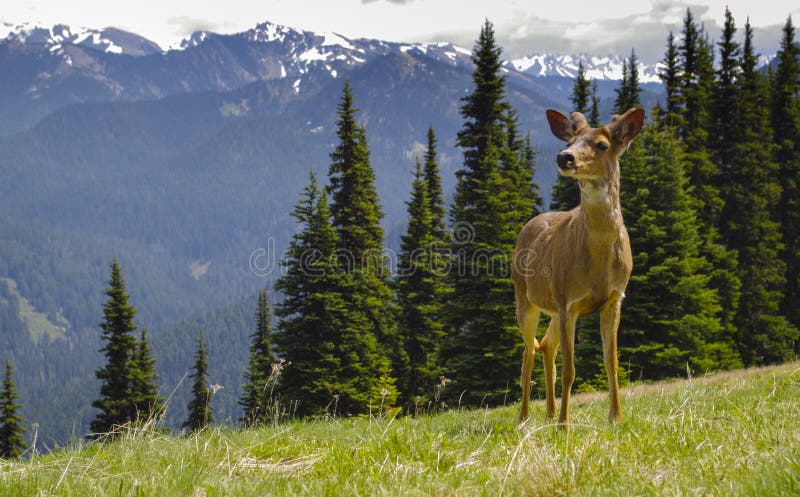 Cervos de blacktail masculinos novos no prado da montanha imagem de stock Cervos de blacktail masculinos novos no prado da montanha imagem de stock