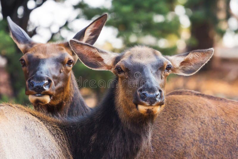 Cervos de mula curiosos imagem de stock Cervos de mula curiosos imagem de stock