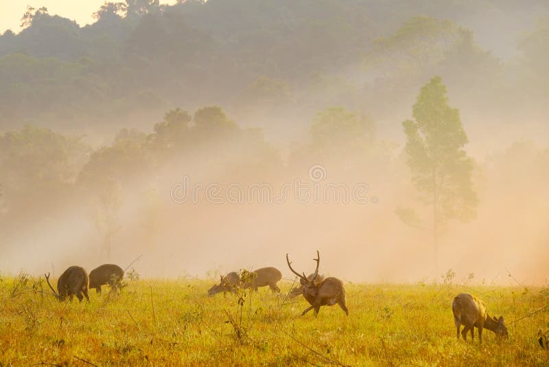 Cervos do por do sol na província de Thung Kraang Chaiyaphum, Tailândia fotografia de stock Cervos do por do sol na província de Thung Kraang Chaiyaphum, Tailândia fotografia de stock