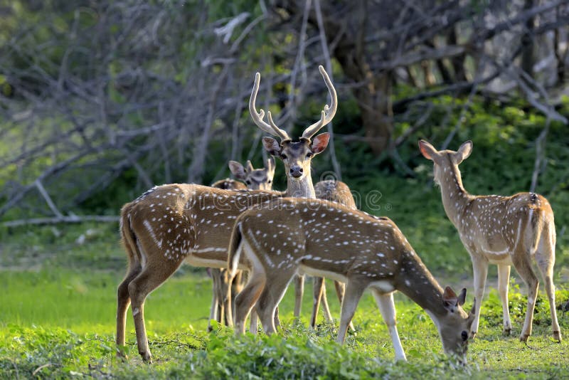 Banco de imagens : pradaria, animais selvagens, Cervo, mamífero, fauna,  corça, animal selvagem, Pastagem, vertebrado, Scheu, Gamo, mundo animal,  Fotografia da vida selvagem, gazela de cauda branca, Pronghorn, Animal da  floresta, Hinds