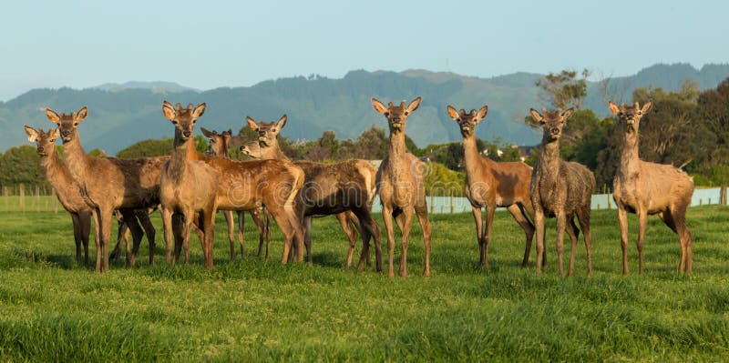 Cervos e Corsas - Biodiversidade 