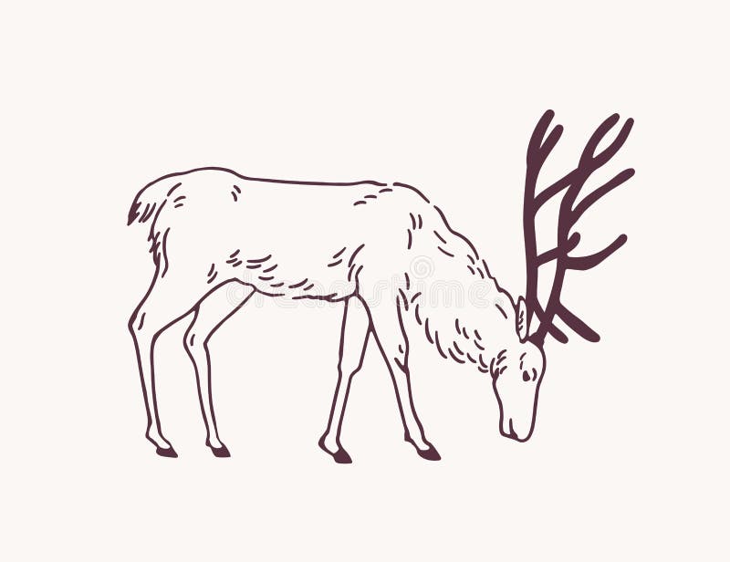 Veado Pequeno Deitado No Capim Com Ramos De Arcos Plantas Lanternas Lança-fogo  Desenho Incolor De Linha. Fawn Selvagem Descansando Ilustração Stock -  Ilustração de divertimento, fofofo: 227898680