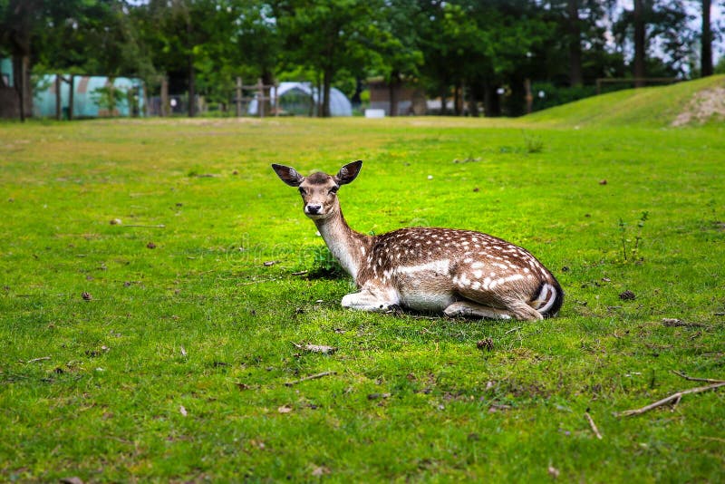 Cervos sonolentos no jardim zoológico foto de stock Cervos sonolentos no jardim zoológico foto de stock