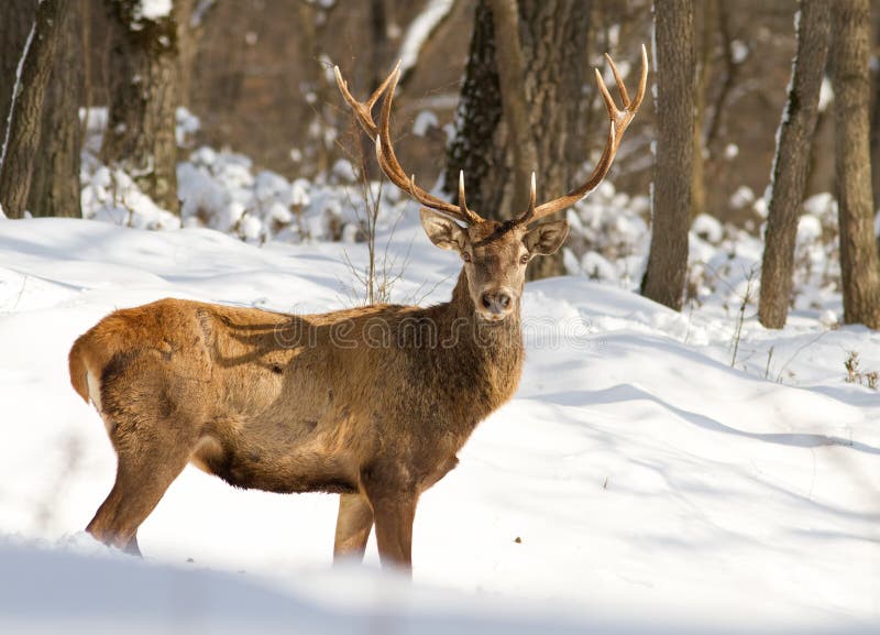 Cervus elaphus royalty free stock photography Cervus elaphus royalty free stock photography