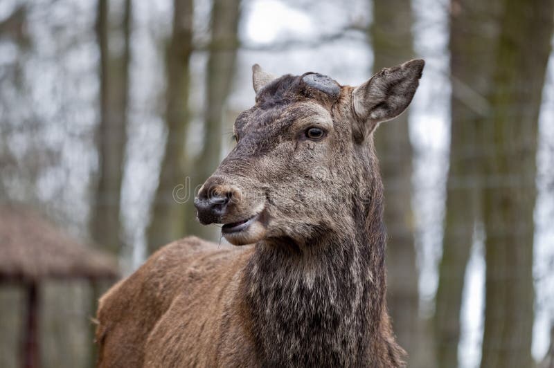 Cervus jelenia elaphus czerwień obraz stock