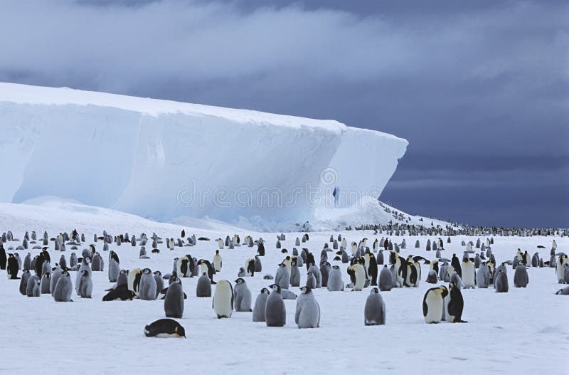 Cesarza pingwinu góra lodowa i kolonia (Aptenodytes forsteri)