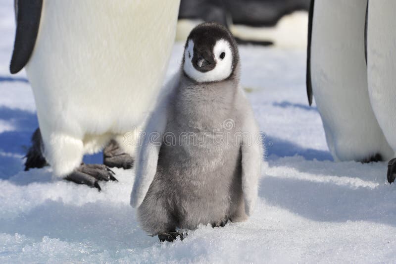 Cesarza pingwinu kurczątka w Antarctica obrazy stock Cesarza pingwinu kurczątka w Antarctica obrazy stock