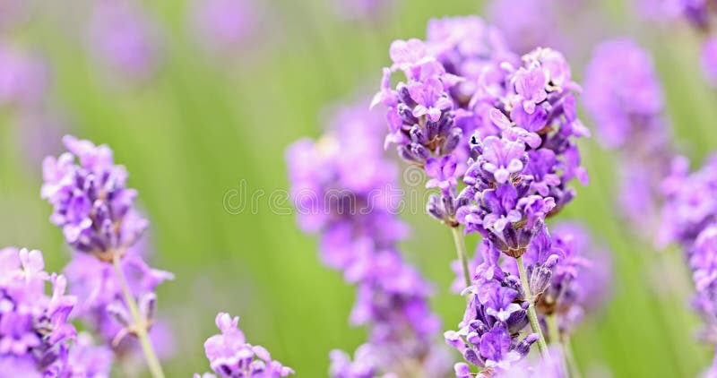 Cespugli di lavanda che salgono sulla chiusura del vento. porpora lavanda bella lubrificante inglese.