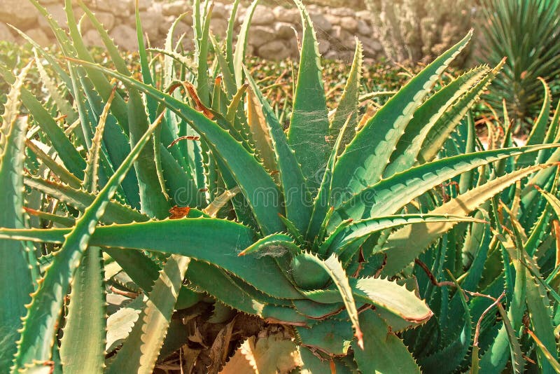 Cespugli verdi dell'aloe succulente della pianta con la ragnatela il giorno soleggiato fotografie stock libere da diritti Cespugli verdi dell'aloe succulente della pianta con la ragnatela il giorno soleggiato fotografie stock libere da diritti