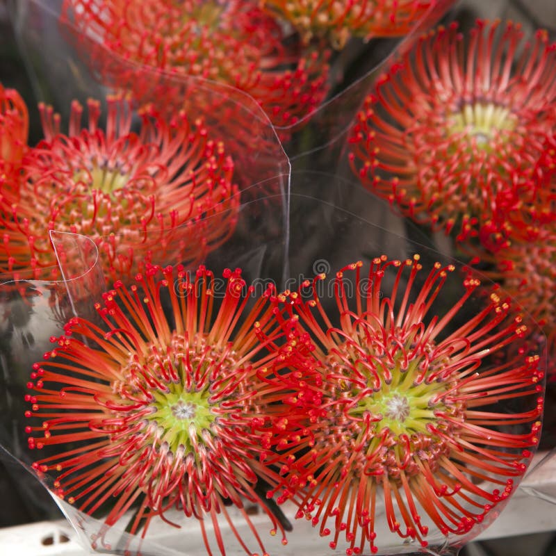 Cespuglio di fioritura di leucospermum immagini stock Cespuglio di fioritura di leucospermum immagini stock