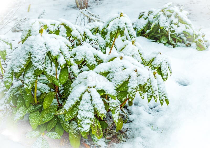 Winter scene, evergreen rhododendron bush covered with fresh snow. Winter scene, evergreen rhododendron bush covered with fresh snow.