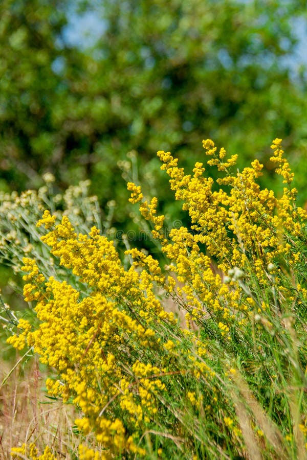 Cespuglio giallo dei fiori selvaggi immagine stock libera da diritti Cespuglio giallo dei fiori selvaggi immagine stock libera da diritti