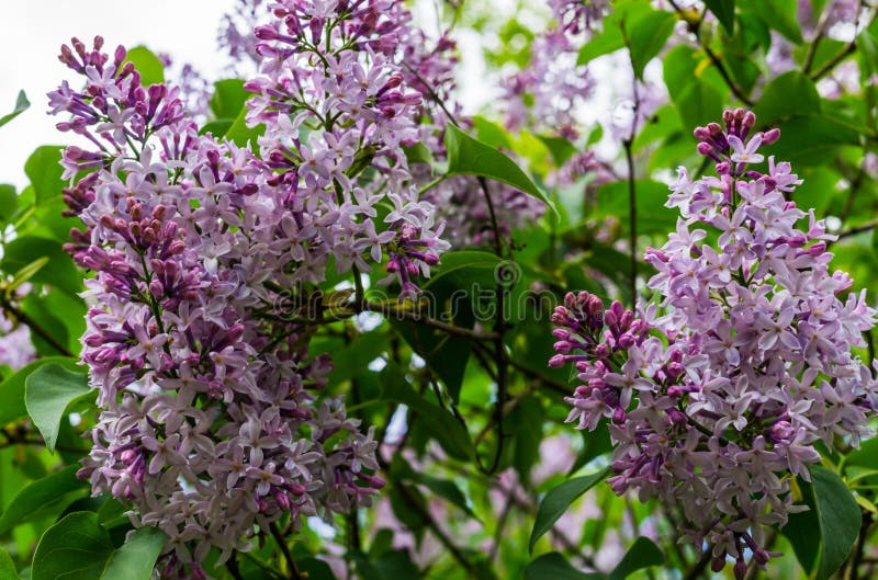 Cespuglio lilla porpora di rosa delicato con le foglie contro lo sfondo del cielo della molla fotografia stock Cespuglio lilla porpora di rosa delicato con le foglie contro lo sfondo del cielo della molla fotografia stock