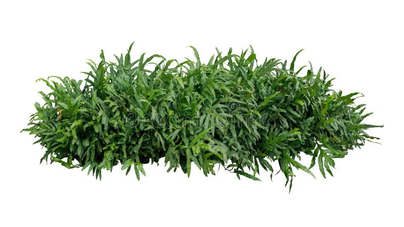 Green leaves tropical foliage plant bush of Wart fern or Monarch fern Phymatosorus scolopendria the garden landscaping shrub isolated on white background, clipping path included. Green leaves tropical foliage plant bush of Wart fern or Monarch fern Phymatosorus scolopendria the garden landscaping shrub isolated on white background, clipping path included.