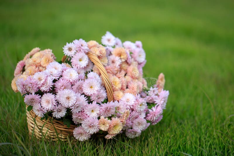 Cesta com flores do outono foto de stock