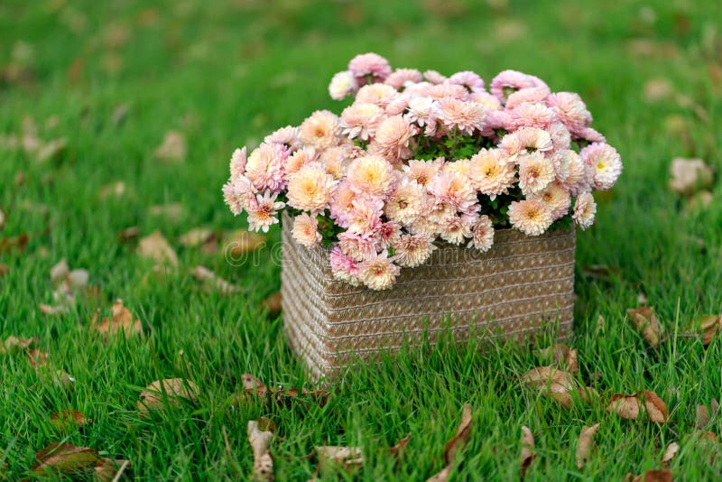 Cesta com flores do outono fotos de stock royalty free