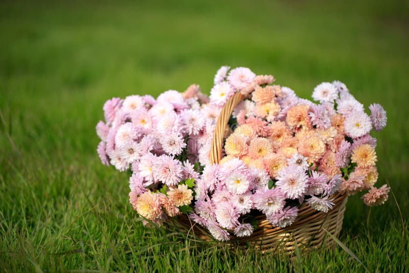 Cesta com flores do outono imagens de stock royalty free