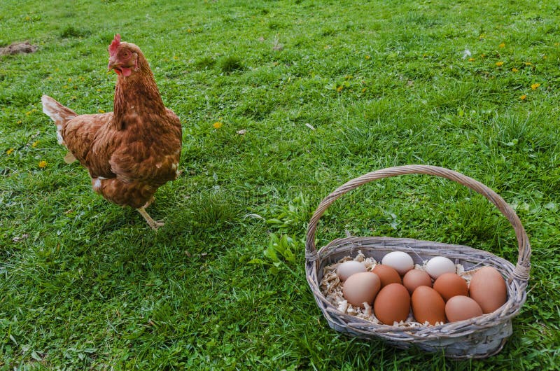 Cesta da galinha e do ovo