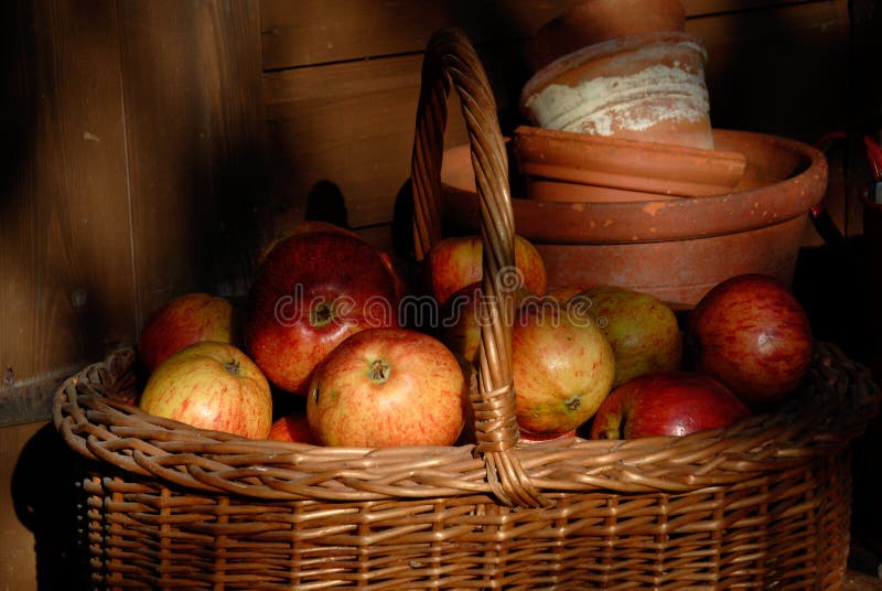 Basket of bright colored apples collected and placed by the garden shed. Basket of bright colored apples collected and placed by the garden shed.