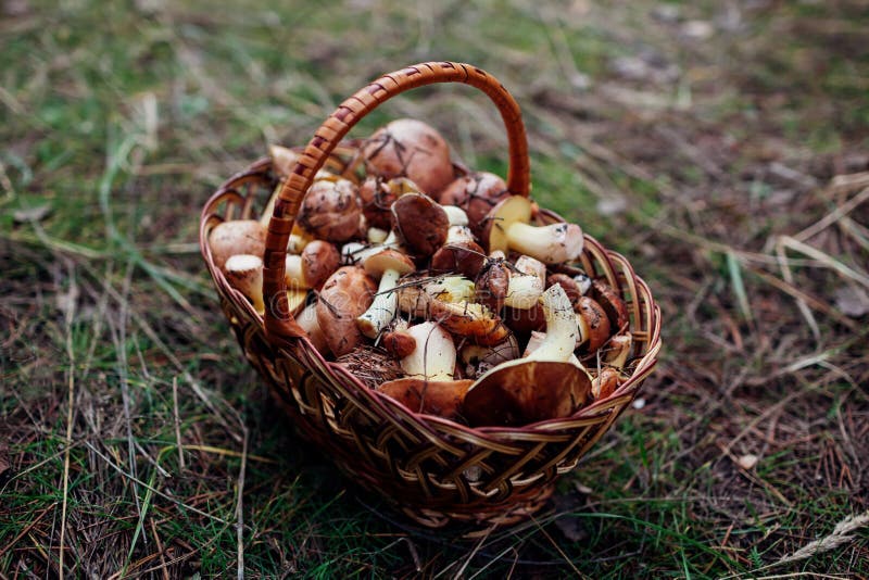 Cesta de setas oleosas Cosecha en otoño en el bosque Cerrar imagen de archivo Cesta de setas oleosas Cosecha en otoño en el bosque Cerrar imagen de archivo