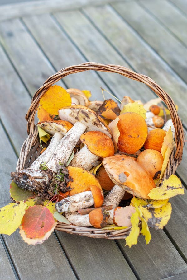 Cestello di vimini riempito di funghi boleti di pioppo fresco e commestibili con cappucci di arancia e foglie di pioppo giallo d'a immagine stock libera da diritti