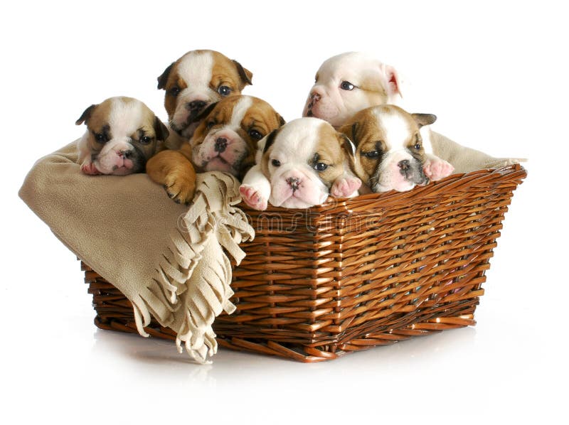 Basket of puppies - english bulldog puppies in a wicker basket - 5 weeks old. Basket of puppies - english bulldog puppies in a wicker basket - 5 weeks old