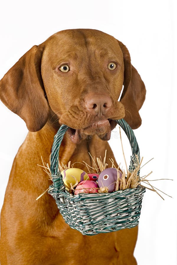 Cestino di pasqua della holding del cane fotografia stock libera da diritti Cestino di pasqua della holding del cane fotografia stock libera da diritti