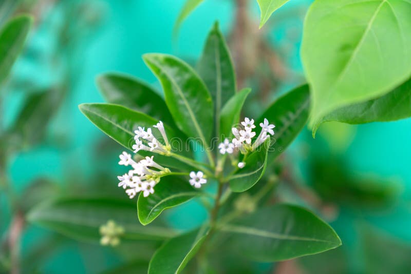 Cestrum Diurnum With White Flowers In Nature Stock Image Image Of Background Green Cestrum Diurnum With White Flowers In Nature Stock Image Image Of Background Green