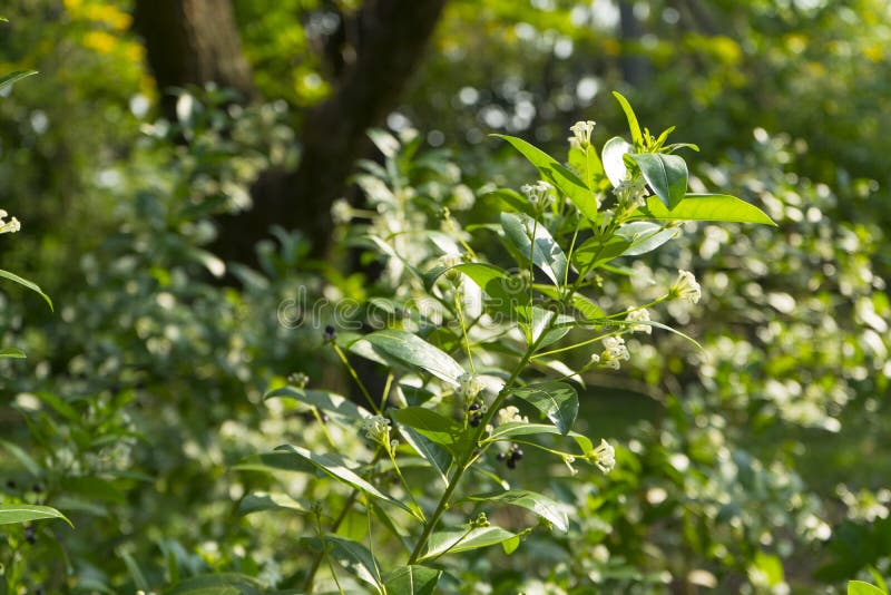 Cestrum Diurnum With White Flowers In Nature Stock Photo Image Of Cute Branch Cestrum Diurnum With White Flowers In Nature Stock Photo Image Of Cute Branch